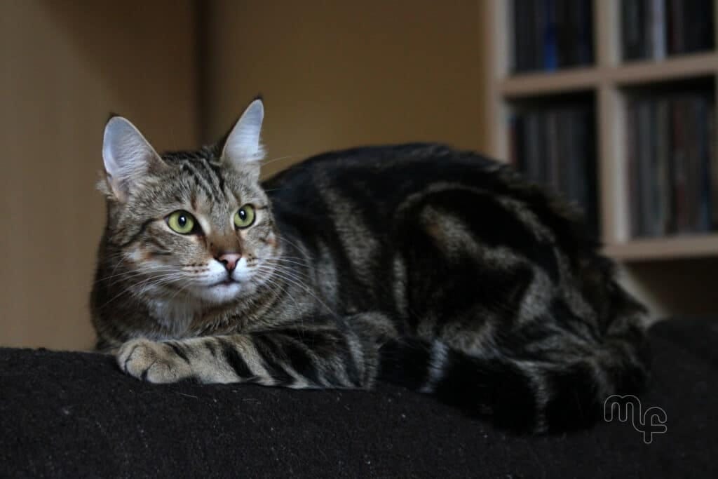 Die alternde Katze...